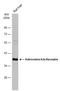 Adenosine A2a Receptor antibody, GTX100333, GeneTex, Western Blot image 