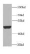 BCS1 Homolog, Ubiquinol-Cytochrome C Reductase Complex Chaperone antibody, FNab00856, FineTest, Western Blot image 
