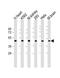 Growth Differentiation Factor 11 antibody, A02355, Boster Biological Technology, Western Blot image 