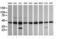 Mitogen-Activated Protein Kinase Kinase 1 antibody, LS-C787979, Lifespan Biosciences, Western Blot image 
