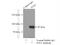 DNA Polymerase Iota antibody, 13635-1-AP, Proteintech Group, Immunoprecipitation image 