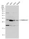 hK7 antibody, NBP1-32999, Novus Biologicals, Western Blot image 