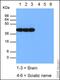 Growth Associated Protein 43 antibody, ab12274, Abcam, Western Blot image 