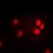 Thymopoietin antibody, orb382081, Biorbyt, Immunofluorescence image 