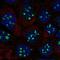 Empty Spiracles Homeobox 1 antibody, HPA006230, Atlas Antibodies, Immunofluorescence image 