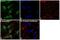 Nucleoporin 62 antibody, PA5-21882, Invitrogen Antibodies, Immunofluorescence image 