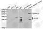 Apolipoprotein D antibody, A5297, ABclonal Technology, Western Blot image 