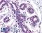 Melanotransferrin antibody, LS-A8346, Lifespan Biosciences, Immunohistochemistry frozen image 