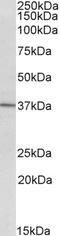 CD38 Molecule antibody, LS-C204988, Lifespan Biosciences, Western Blot image 