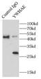 Tyrosine 3-Monooxygenase/Tryptophan 5-Monooxygenase Activation Protein Epsilon antibody, FNab00003, FineTest, Immunoprecipitation image 