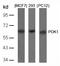 3-Phosphoinositide Dependent Protein Kinase 1 antibody, GTX50366, GeneTex, Western Blot image 