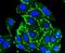 Caspase 7 antibody, NBP2-67756, Novus Biologicals, Immunofluorescence image 