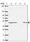 NADH:Ubiquinone Oxidoreductase Core Subunit S2 antibody, HPA055140, Atlas Antibodies, Western Blot image 