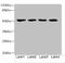 Leucine Rich Repeat Containing 42 antibody, CSB-PA896899LA01HU, Cusabio, Western Blot image 