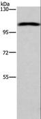 Anoctamin 1 antibody, LS-C405940, Lifespan Biosciences, Western Blot image 