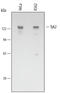 Tyrosine Kinase 2 antibody, MAB3427, R&D Systems, Western Blot image 