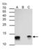 Galectin 1 antibody, PA5-30706, Invitrogen Antibodies, Immunoprecipitation image 