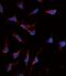 KIT Ligand antibody, PA5-11563, Invitrogen Antibodies, Immunofluorescence image 