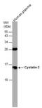 Cystatin C antibody, GTX132567, GeneTex, Western Blot image 
