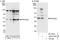 Programmed Cell Death 2 Like antibody, A303-783A, Bethyl Labs, Immunoprecipitation image 