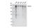 Nucleoporin 153 antibody, 98559S, Cell Signaling Technology, Western Blot image 