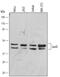 JunD Proto-Oncogene, AP-1 Transcription Factor Subunit antibody, MAB5526, R&D Systems, Western Blot image 