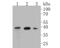 Translocase Of Inner Mitochondrial Membrane 50 antibody, NBP2-80480, Novus Biologicals, Western Blot image 