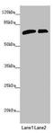 Sodium- and chloride-dependent betaine transporter antibody, LS-C676517, Lifespan Biosciences, Western Blot image 