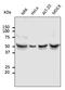 Tubulin alpha-4A chain antibody, AB0134-200, Origene, Western Blot image 