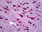 Chaperonin Containing TCP1 Subunit 5 antibody, 51-744, ProSci, Immunohistochemistry paraffin image 