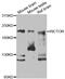 RPTOR Independent Companion Of MTOR Complex 2 antibody, abx006616, Abbexa, Western Blot image 