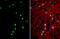 Clock Circadian Regulator antibody, GTX102318, GeneTex, Immunofluorescence image 