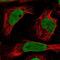 Nucleoporin 50 antibody, NBP2-57627, Novus Biologicals, Immunofluorescence image 