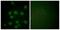 Nucleolar Protein Interacting With The FHA Domain Of MKI67 antibody, PA5-38682, Invitrogen Antibodies, Immunofluorescence image 