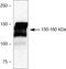 Tight Junction Protein 2 antibody, 38-9000, Invitrogen Antibodies, Western Blot image 