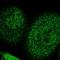 GABA Type A Receptor Associated Protein Like 2 antibody, NBP1-88883, Novus Biologicals, Immunofluorescence image 