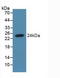 Syndecan 4 antibody, LS-C314857, Lifespan Biosciences, Western Blot image 
