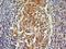 8-Oxoguanine DNA Glycosylase antibody, NBP2-52724, Novus Biologicals, Immunohistochemistry frozen image 