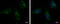 Acyl-CoA Thioesterase 9 antibody, GTX115724, GeneTex, Immunofluorescence image 