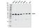 Splicing Factor 3b Subunit 4 antibody, 80026S, Cell Signaling Technology, Western Blot image 