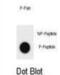 TSC Complex Subunit 1 antibody, abx032208, Abbexa, Dot Blot image 