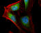 Actin Related Protein 2 antibody, GTX103311, GeneTex, Immunocytochemistry image 