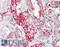 Annexin A2 antibody, LS-B10159, Lifespan Biosciences, Immunohistochemistry frozen image 