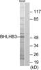 Basic Helix-Loop-Helix Family Member E41 antibody, LS-B9149, Lifespan Biosciences, Western Blot image 