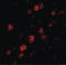 RNA Polymerase III Subunit F antibody, LS-B4985, Lifespan Biosciences, Immunofluorescence image 