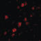 DNA-directed RNA polymerase III subunit RPC6 antibody, LS-B4985, Lifespan Biosciences, Immunofluorescence image 