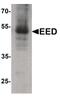 Embryonic Ectoderm Development antibody, PA5-34430, Invitrogen Antibodies, Western Blot image 
