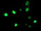 Histone Deacetylase 1 antibody, M00256-1, Boster Biological Technology, Immunofluorescence image 