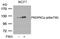 Protein Kinase D1 antibody, AP02376PU-N, Origene, Western Blot image 