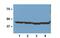 Beta-Actin antibody, MBS533360, MyBioSource, Western Blot image 